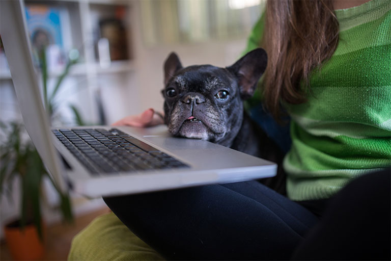 Old French Bulldog resting head on owners knee while she works on laptop